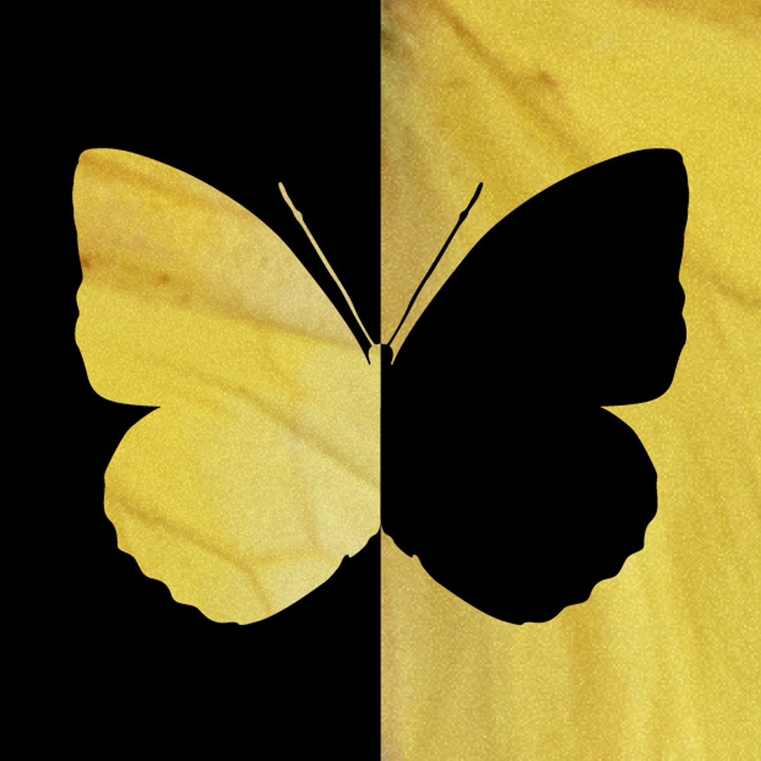 Image: supplied A black and yellow image of a butterfly