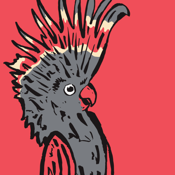 An illustration of a cockatoo with its crest up, in red grey and yellow colours