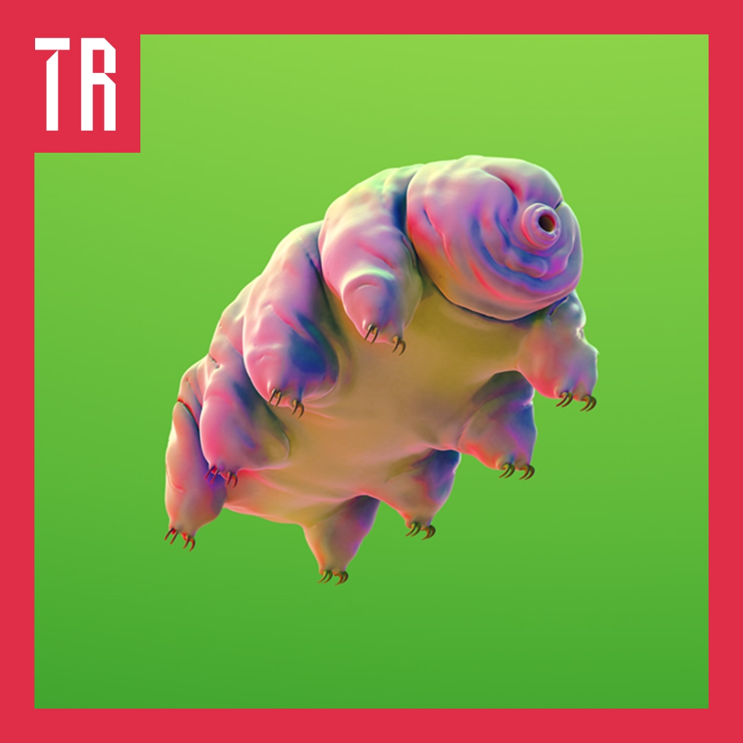 Image: Carnival Studio A 3d illustration of a tardigrade